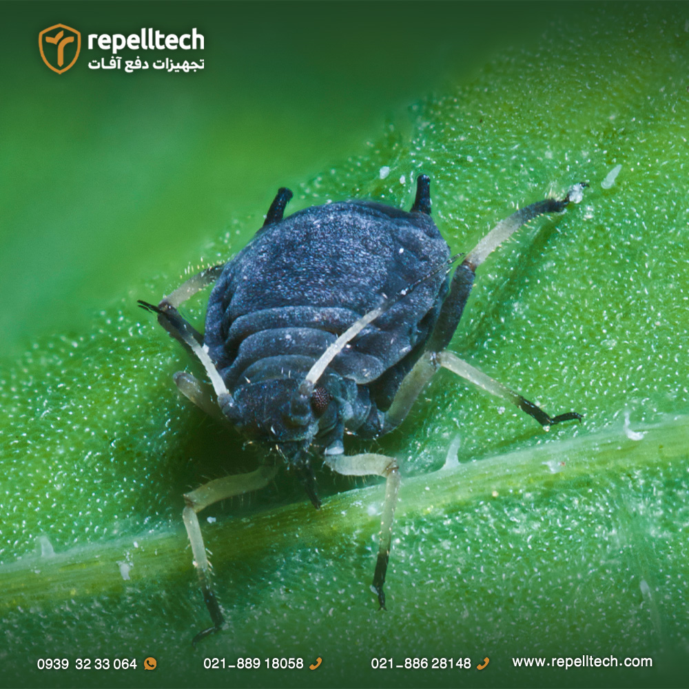 شته سیاه باقلا