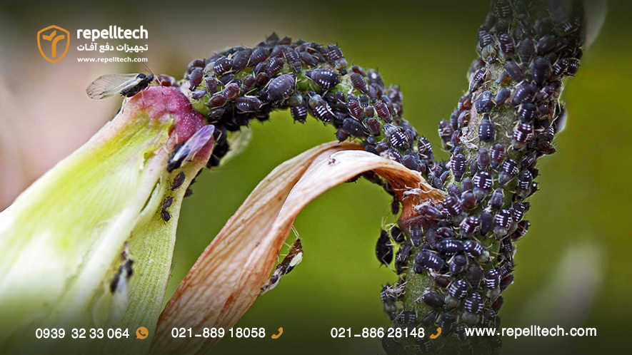 گیاه میزبان شته سیاه