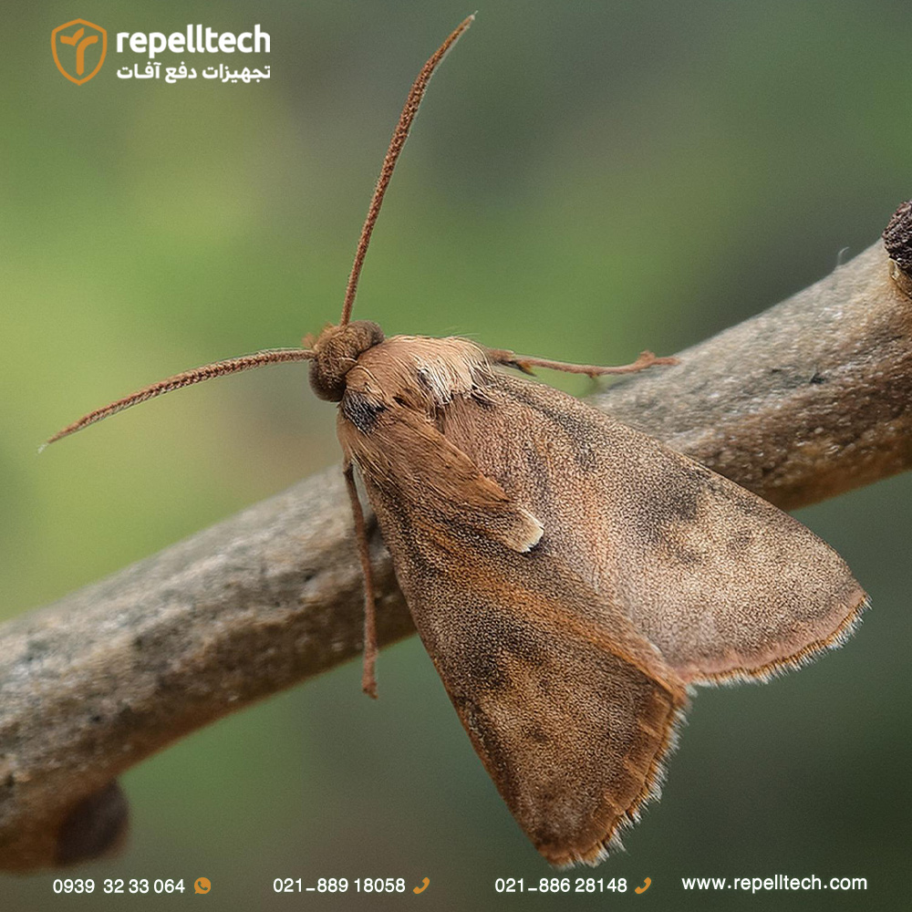 پروانه کرم قوزه پنبه