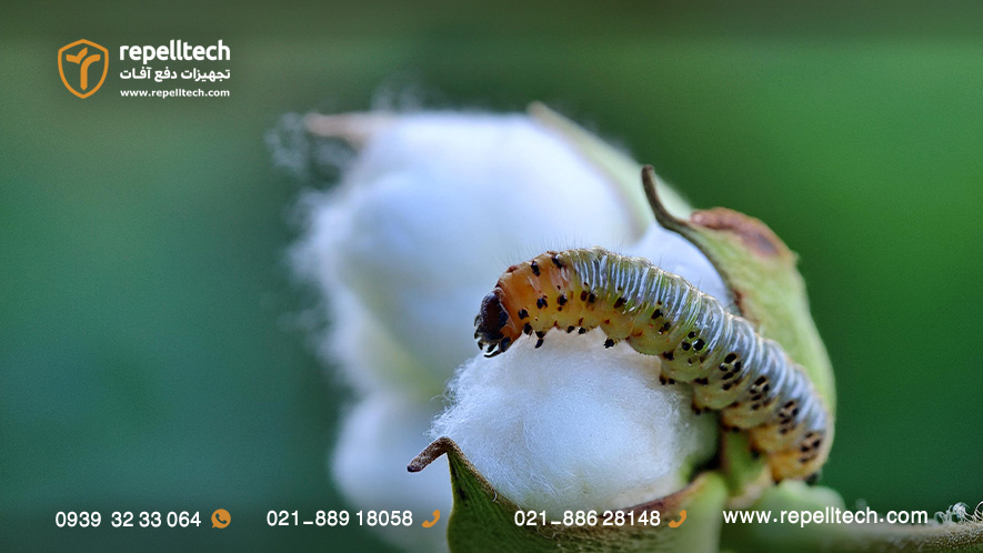 کرم قوزه پنبه