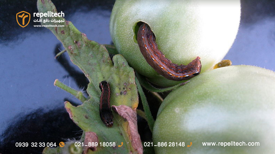 خسارت کرم قوزه پنبه به گوجه فرنگی