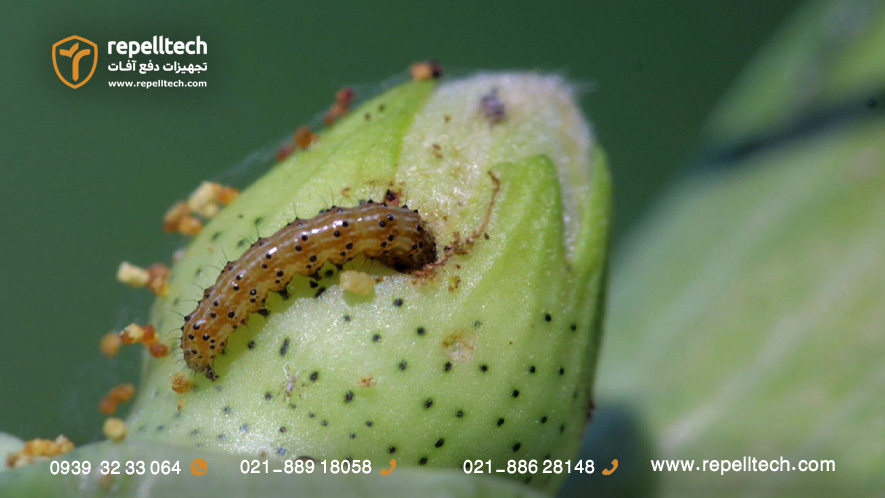 آفت کرم غوزه پنبه در حال خروج از غوزه پنبه