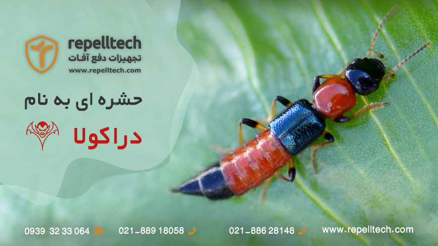 حشره دراکولا