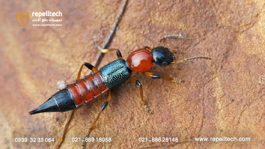 عکس دراکولا