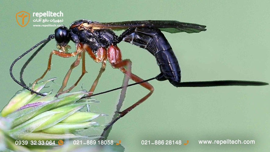 زنبور انگل واره