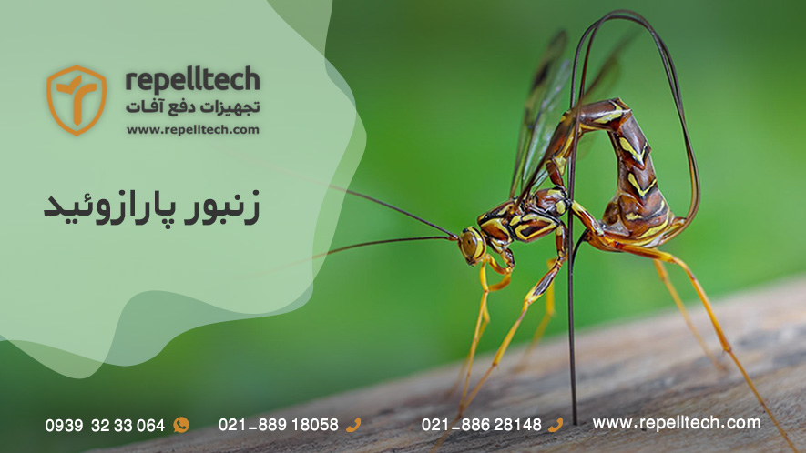 زنبور پارازیت