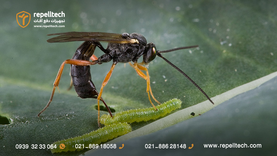 زنبور پارازوئید