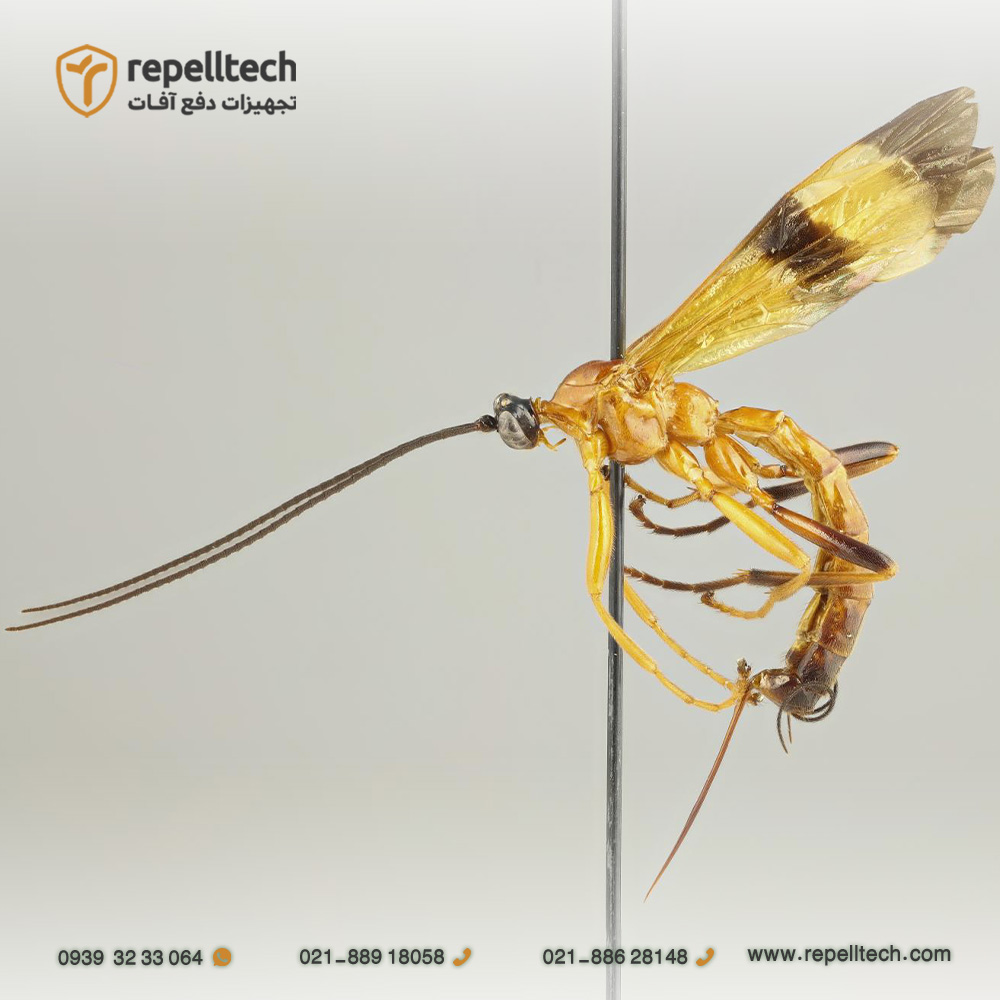 زنبور پارازیت