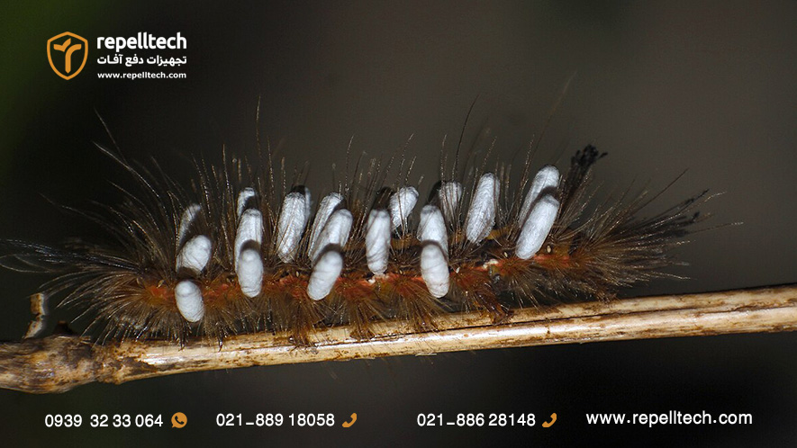 شفیره‌های زنبور پارازیت روی بدن کر برگ‌خوار