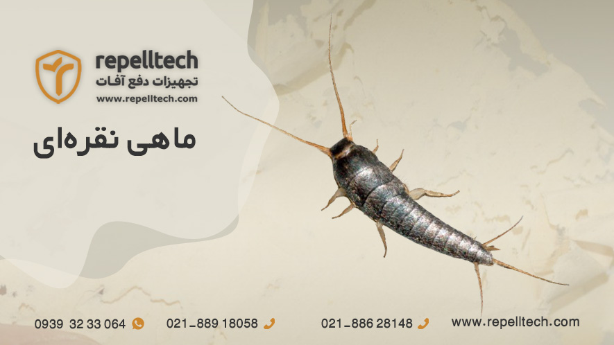 ماهی نقره ای