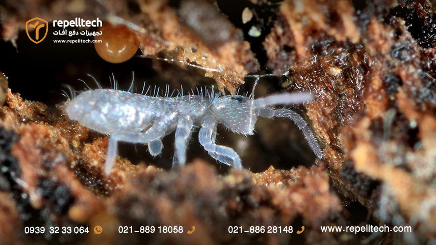 دم فنری استوانه ای