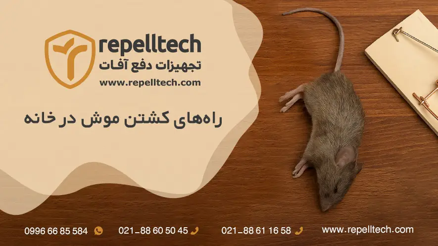 راه های کشتن موش در خانه