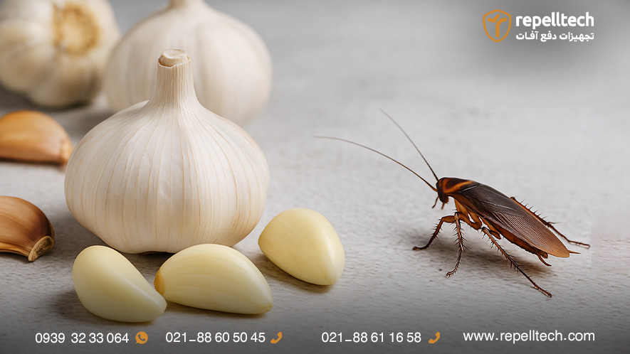 سوسک از بوی سیر بدش میاد