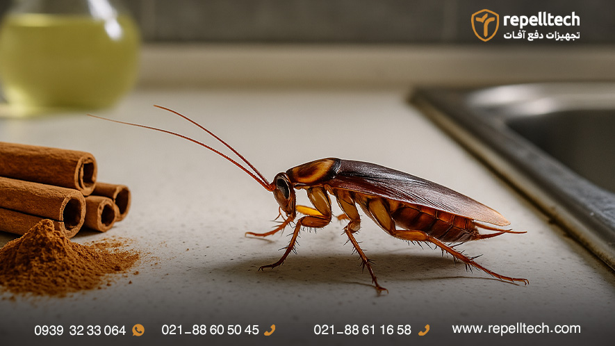 سوسک از دارچین بدش میاد