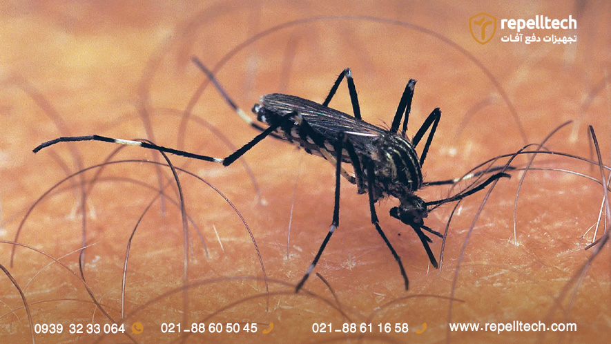 پشه آئدس مصری