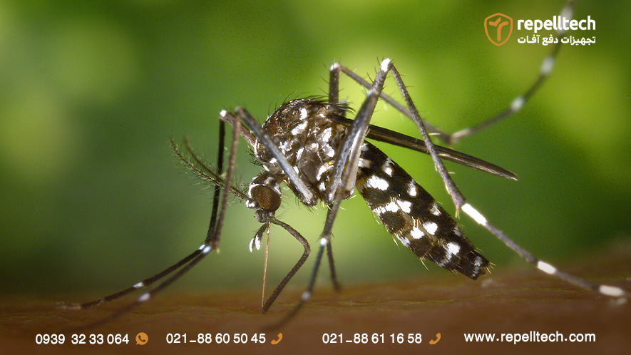 انواع پشه ببر آسیایی