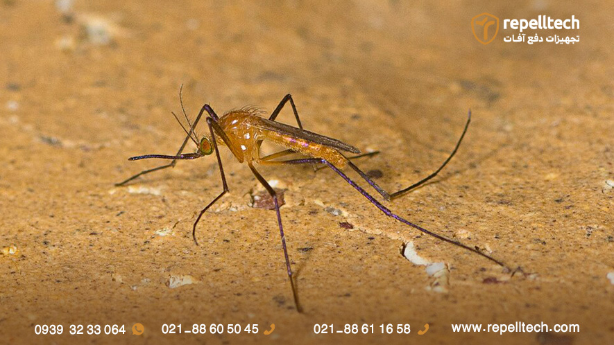 انواع پشه های کوکیلتیدیا