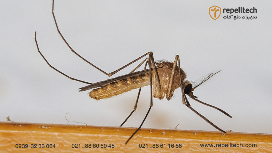 زیرخانوادهٔ Culicinae شامل انواع پشه های خانگی