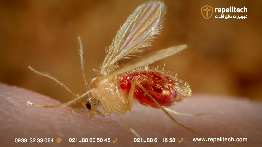 گونه پشه های خاکی‌