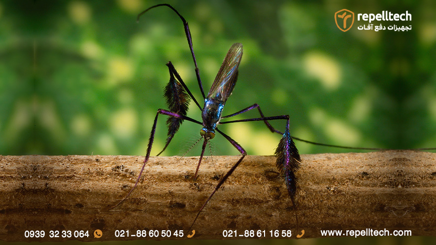 گونه های پشه تب زرد جنگلی