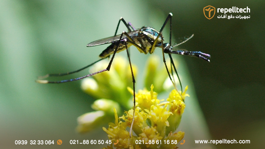 انواع پشه های فیل