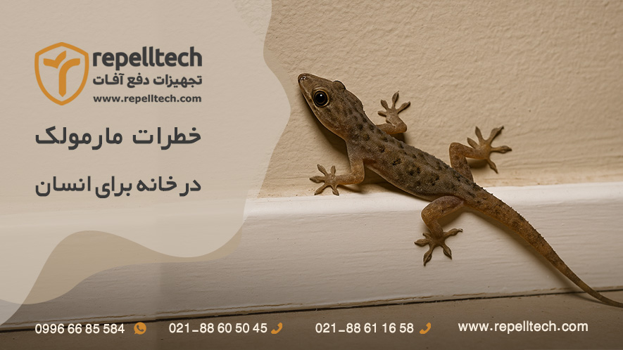 خطرات مارمولک در خانه
