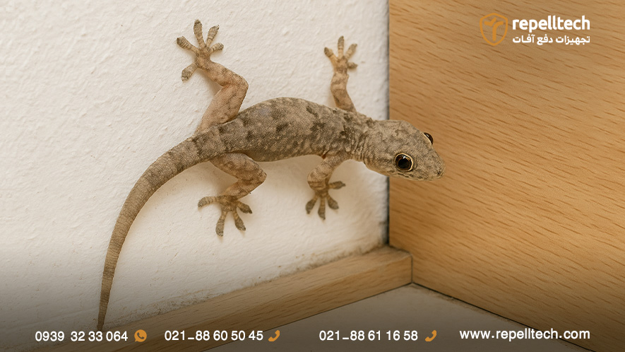 خطرات مارمولک در خانه