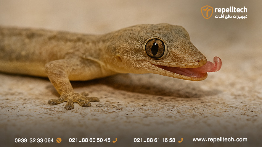 آیا مارمولک نیش می‌زنه؟