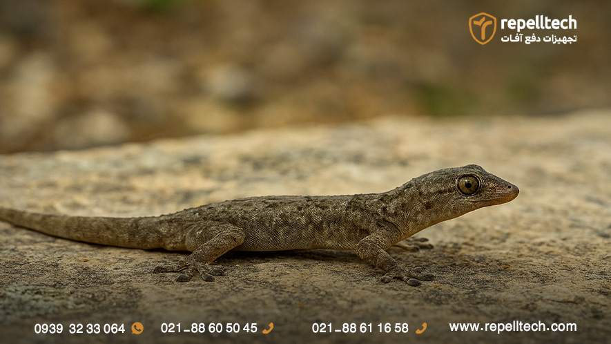 کاهش خطرات مارمولک در خانه