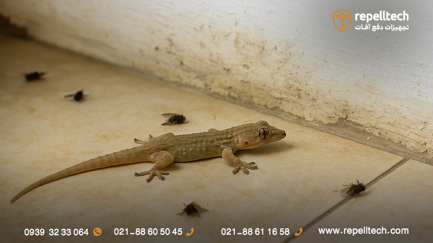 فواید مارمولک در خانه