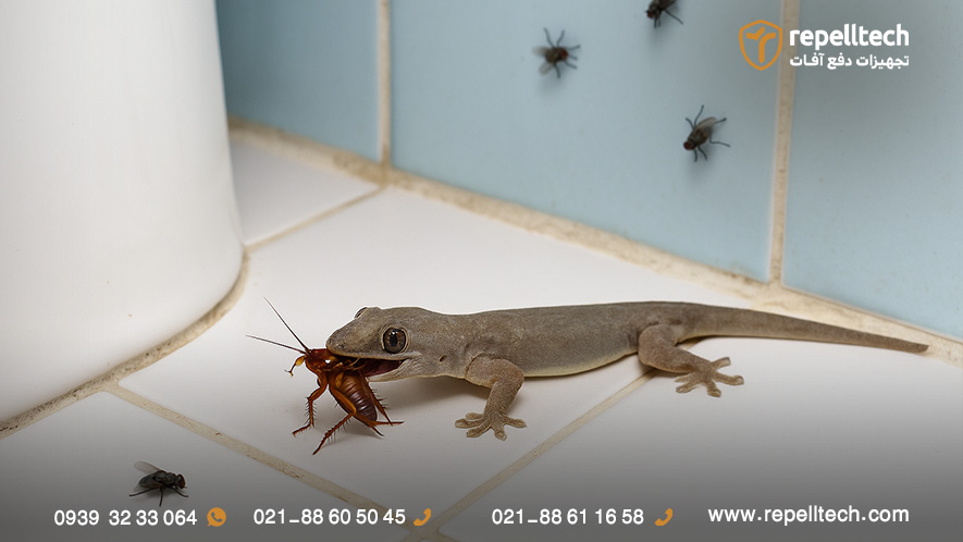 خطرات مارمولک در منزل