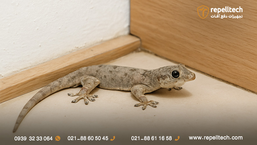 ضرر مارمولک در خانه