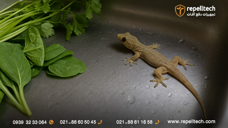 خطرات مارمولک های خانگی