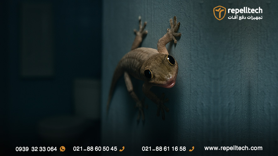 خطر مارمولک در خانه