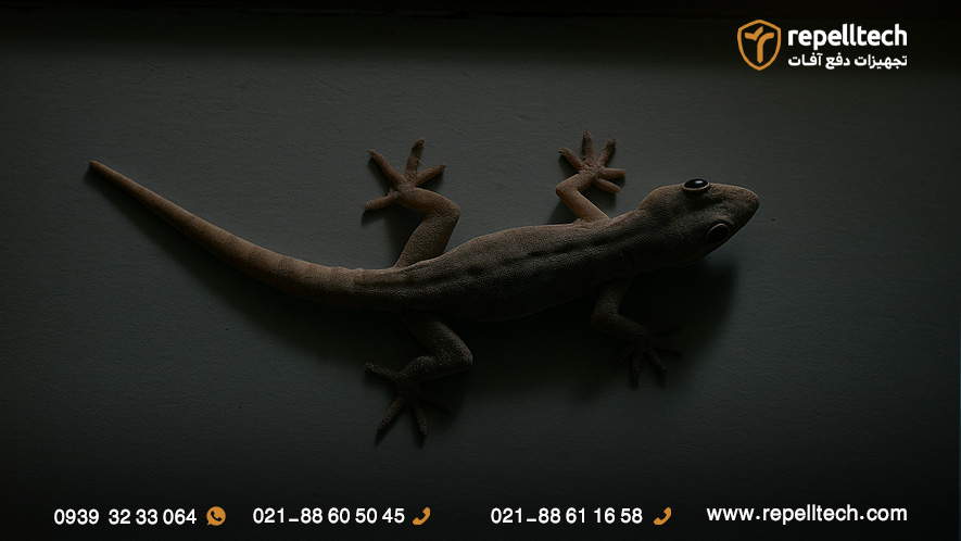 درمان نیش مارمولک