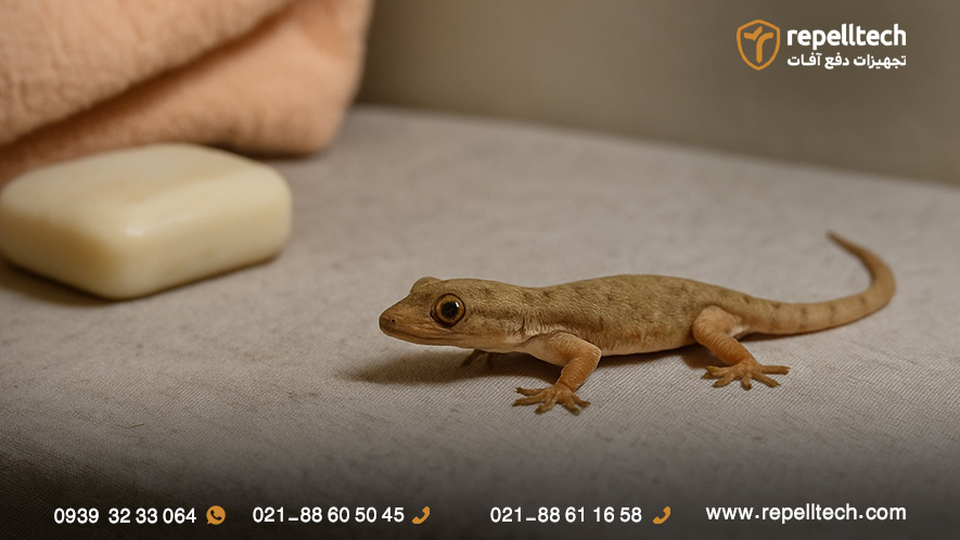 خطرات مارمولک در خانه برای انسان