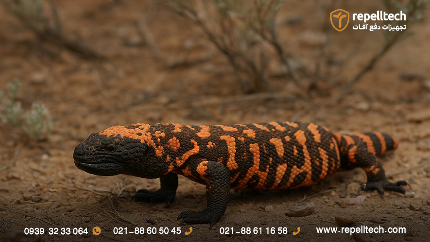 عکس مارمولک سمی بزرگ