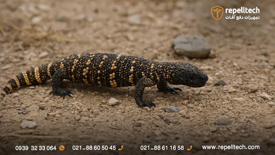 عکس مارمولک سمی