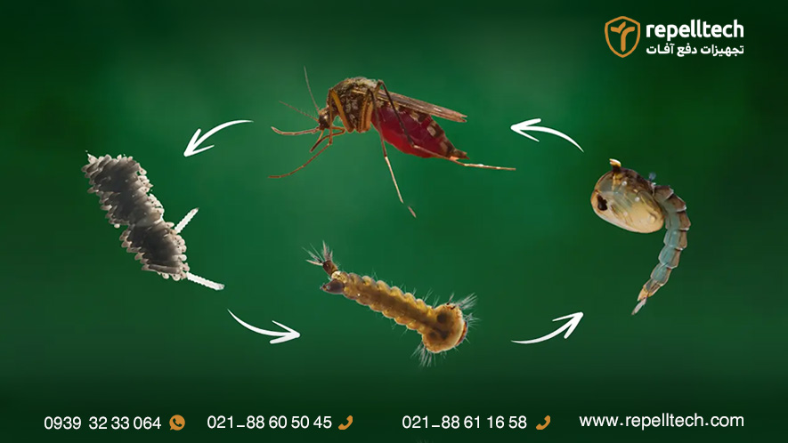 چرخه زندگی انواع پشه ها