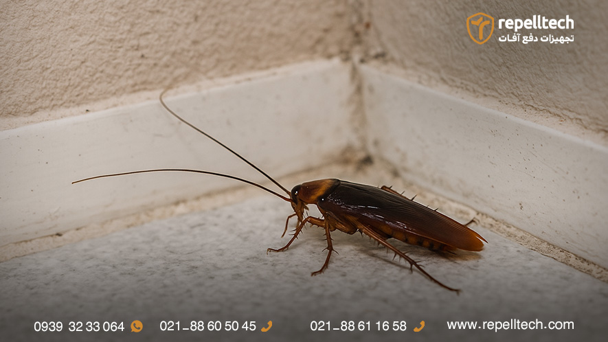 بهترین راه برای از بین بردن سوسک فاضلاب